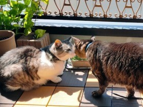 性格はまったく違う２匹のおじさん猫　おとなの距離を保ちつつ、のんびり暮らし