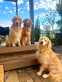 同居している（左から）五郎丸くん、アリーちゃん、ノアちゃん（画像提供：えっちゃんさん）