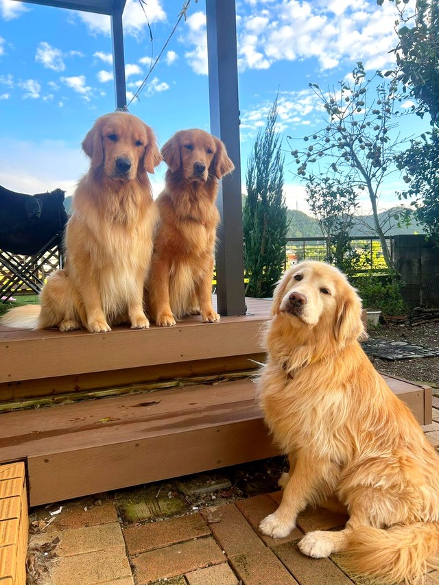 同居している（左から）五郎丸くん、アリーちゃん、ノアちゃん（画像提供：えっちゃんさん）