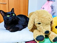 ぬいぐるみと並んでくつろぐごまちゃん（画像提供：ぺぺ太さん）