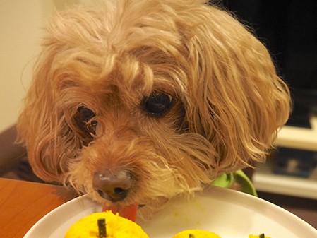 愛犬の「できもの」が破裂し出血…　考えられる病名は？