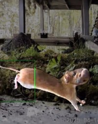 監視カメラにはネズミの親子が遊びにくる様子も／投稿主さん提供