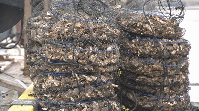 岡山県でも養殖カキ大量死の傾向　知事「影響は限定的な可能性」