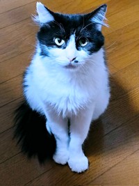 「おやつちょうだい！」 そばにやって来た母猫・うめちゃん（画像提供：あるくきくらげさん）