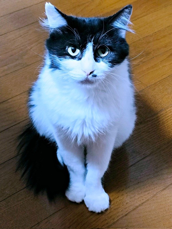 「おやつちょうだい！」 そばにやって来た母猫・うめちゃん（画像提供：あるくきくらげさん）