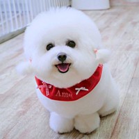 おめかししたあめちゃん。にっこり笑顔がかわいすぎる♡（画像提供：あめ チビションフリーゼさん）