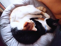 猫団子になった（左から）美晴ちゃん、篤くん（画像提供：Atsusi_Miharuさん）