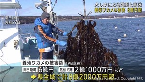 １月の大しけで養殖ワカメに８億２０００万円超の被害　宮城県沿岸