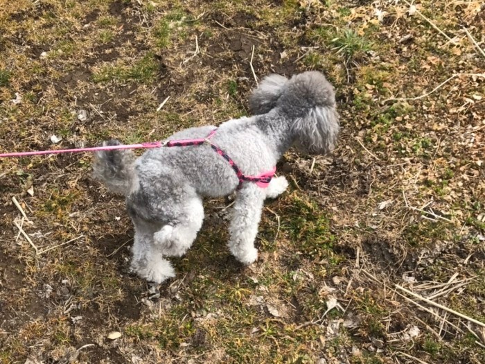 山道もなんのその。軽快にお散歩するよ