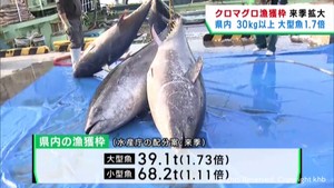 クロマグロの漁獲枠　宮城県は大型魚で１．７倍になる見通し