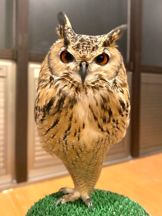 片足立ちでリラックスする大型フクロウのガルーくん（提供：GEN3 OWL CHANNEL）