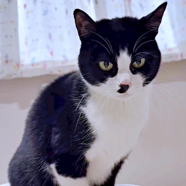 甘えん坊で控えめなあずきちゃん（画像提供：Instagram／@neco_nekotaroさん）