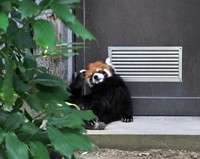 寝そべって足で頭を掻くガイア。リラックスした感じがたまりません。