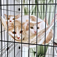 来客時、ケージ内のハンモックで身を寄せ合う（手前）リンちゃん、（右）レンくん、（後ろ）モカくん（画像提供：ともさん）