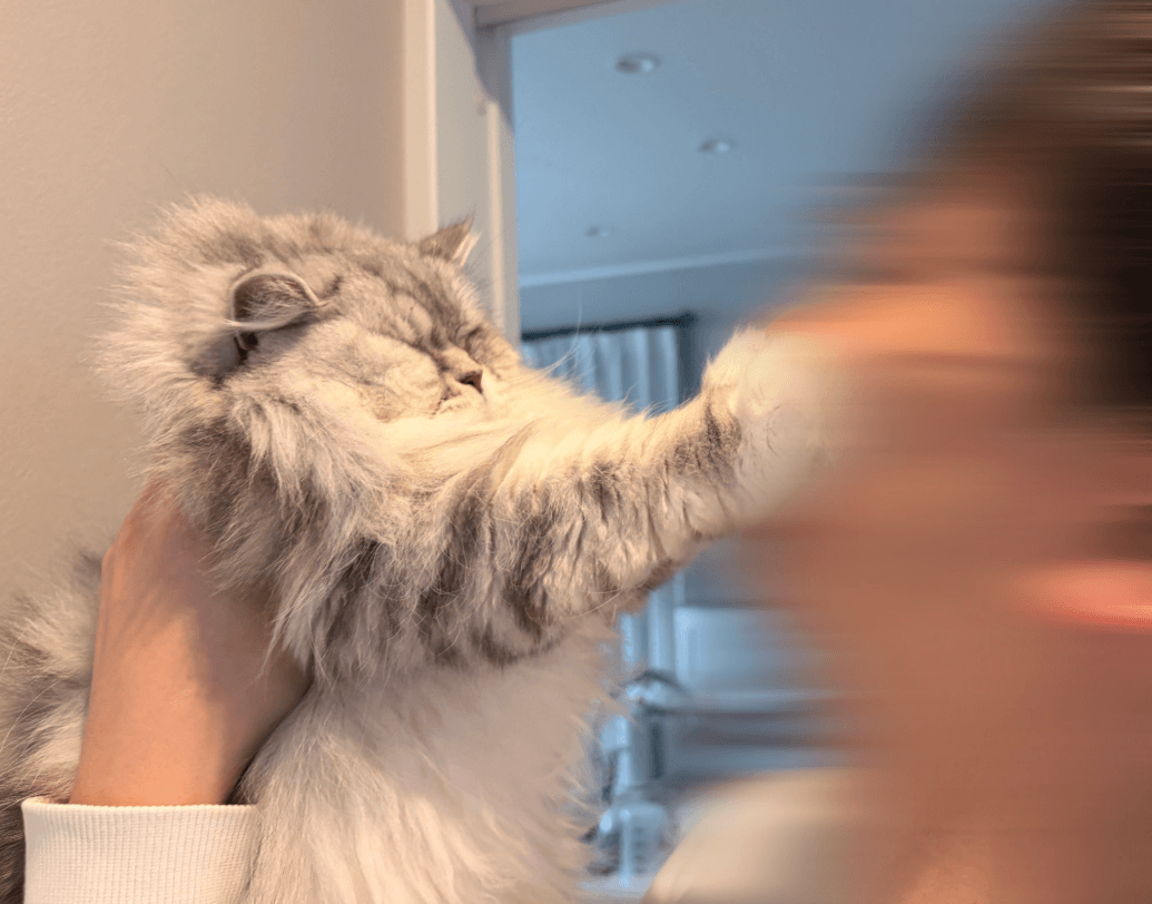 イヤ！肉球が顔面にヒット