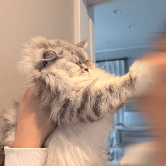 イヤ！肉球が顔面にヒット