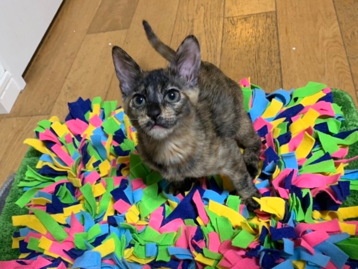 ハンドメイドのノーズワークマットで遊ぶカスレ（知枝さん提供）