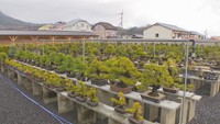 若い盆栽から樹齢100年を超えるものまで、約1万の盆栽が集まっている