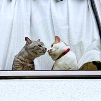 愛猫を連れて帰省した投稿主さん。ななちゃんと仲良くニャルソック中（画像提供：KALEIDOSCOPE（カレイドスコヲプ）さん）