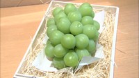 岡山県産マスカットがデパートに初入荷　甘み・酸味・香りの三拍子揃う