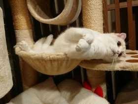 キャットタワーでまったり　スコティッシュフォールドの「けい」