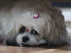 犬のマラセチア感染症　まずはこまめにシャンプーを