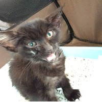 保護した時はコウモリのようだった