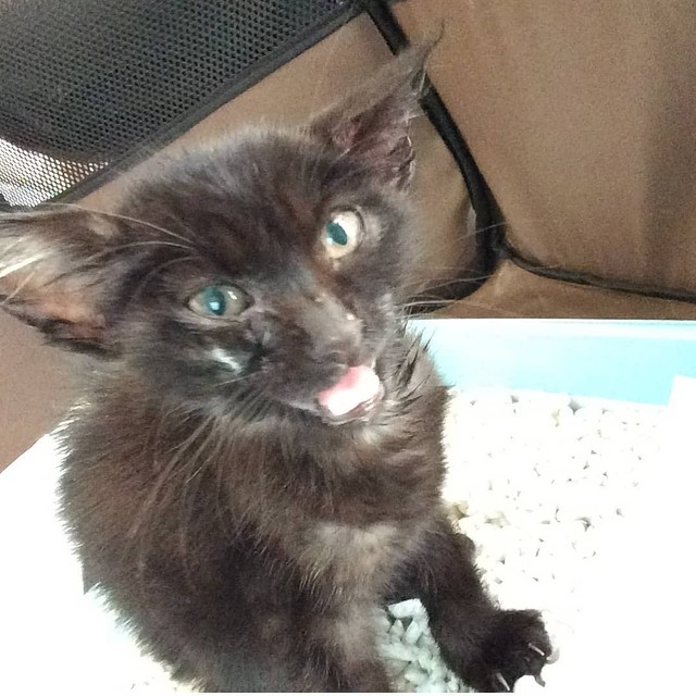 保護した時はコウモリのようだった