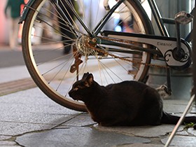 200匹超の野良猫との共生さぐる　地域猫活動をはじめた商店街