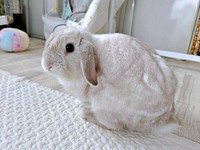 優しく賢いまふぃんくん（画像提供：まふぃん君さん）