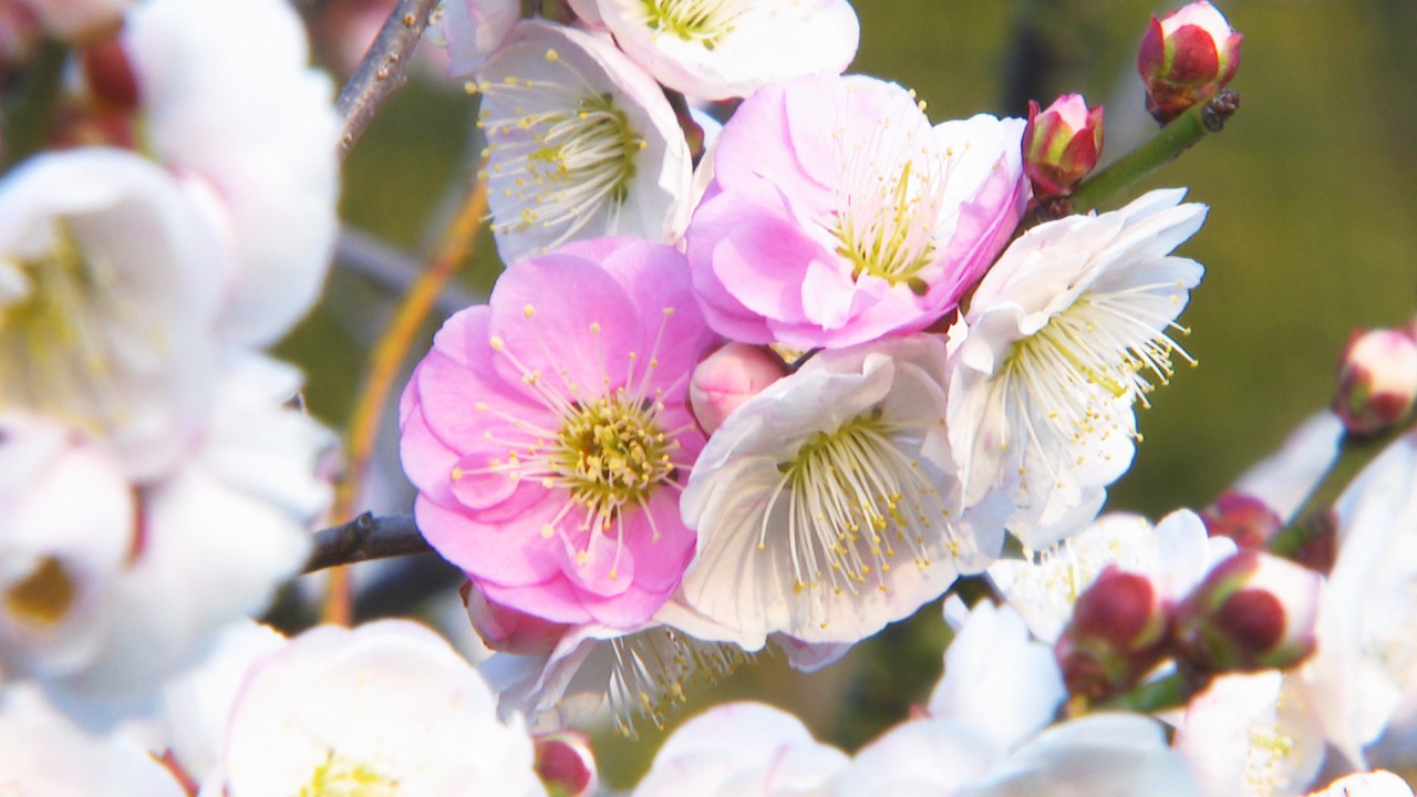 1本の木から紅白の花？ 珍しい「源平咲き」も楽しめる 109本の梅が見頃