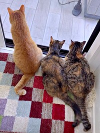 窓辺でニャルソックする（左から）コハク8号ちゃん、あんずちゃん、すずめちゃん、（画像提供：コハク8号のお店屋さん）