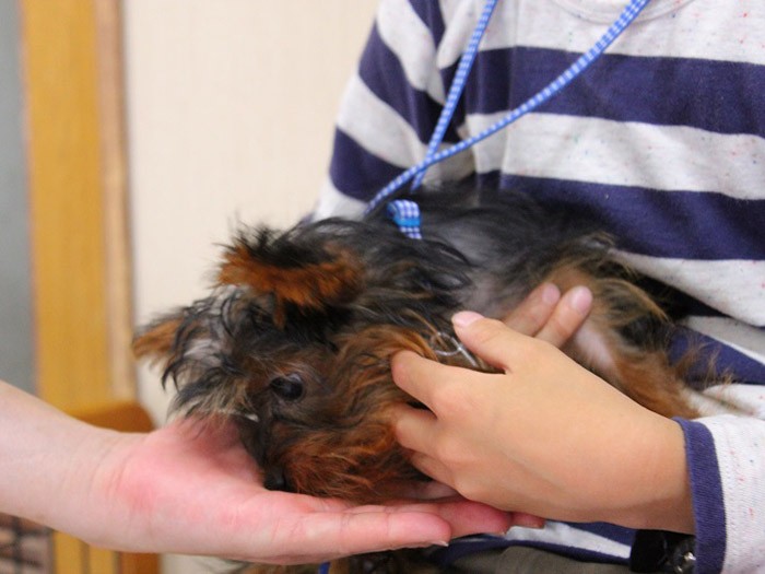 知らない人の手からおやつをもらう