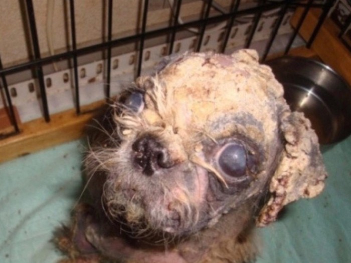 繁殖場の過酷な環境を生き抜いたシーズーの「小春」。保護したころの様子（ケンの家提供）