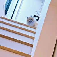 飼い主さんが「早く帰宅したくなる理由」。階段上から顔をのぞかせるボスくん（画像提供：ポメラニアン ボスさん）