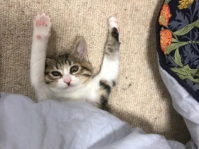 こたつから顔出して伸びる保護猫ミッコ、よく遊びよく寝る