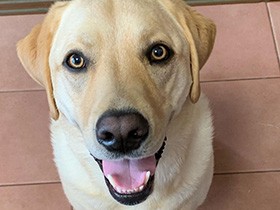 栗おこわが炊きあがってニッコリ　ラブラドールの「リッキー」