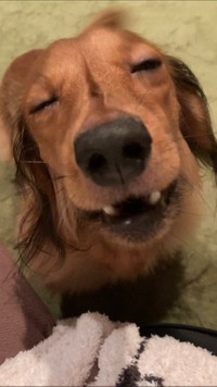 ぶちゃいくなお顔は撮らないでって言ってるでしょぉおおお🐶と叫ぶむぎちゃん（むぎちゃんの飼い主さんのTwitterより）