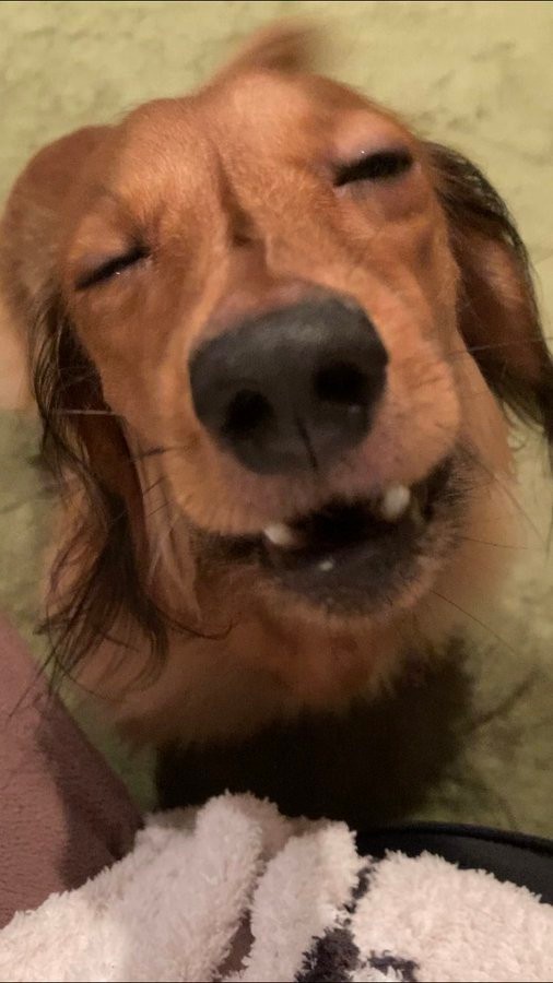 ぶちゃいくなお顔は撮らないでって言ってるでしょぉおおお🐶と叫ぶむぎちゃん（むぎちゃんの飼い主さんのTwitterより）