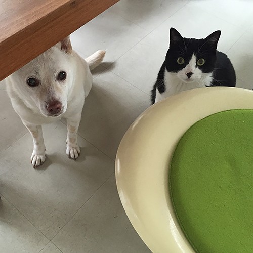 おやつの要求は、２匹一緒のほうが効果的