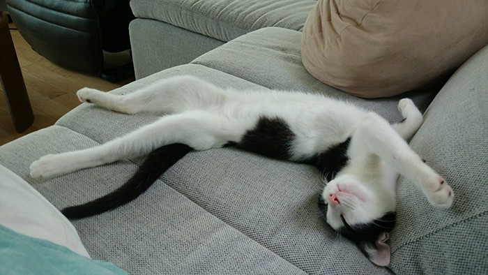 ソファーでくつろぐパン（金子さん提供）