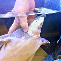 お父さん大好き！ 撫でられてうっとりするブタバナガメ（画像提供：corokukizさん）