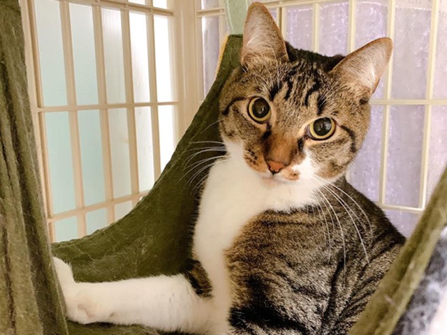 出会いを待っている19匹の猫たち Sippoオンライン譲渡会 Sippo シッポ