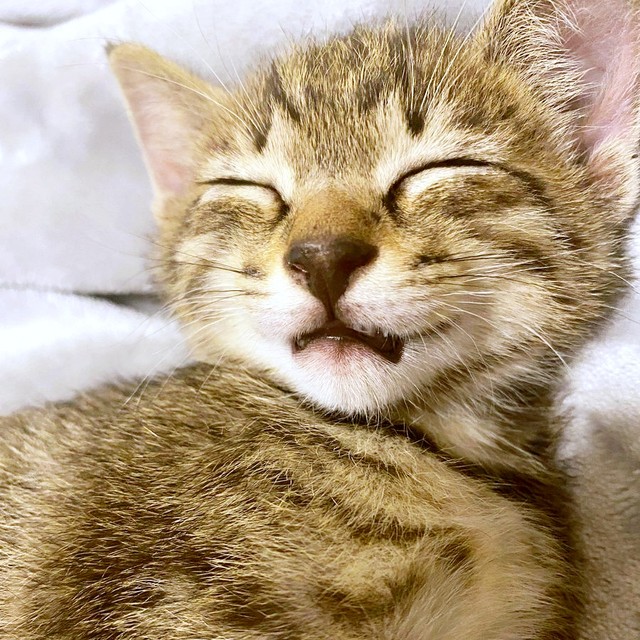 保護から約20日経ったころ。すやすやと眠るバビくん（画像提供：キジトラのバビさん）