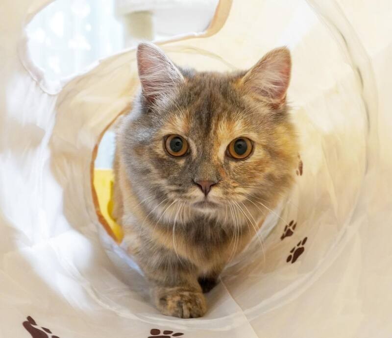 虎光空（ここあ）