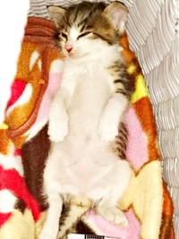 お迎え当日、ヘソ天になってすやすや眠るこむぎちゃん（画像提供：きのひとまるさん）