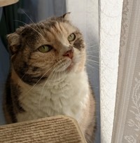 個性的な形の耳も愛しかった