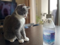 「子猫の頃、炭酸水に興味津々のしらたまです」（提供：わがやのねこさん）