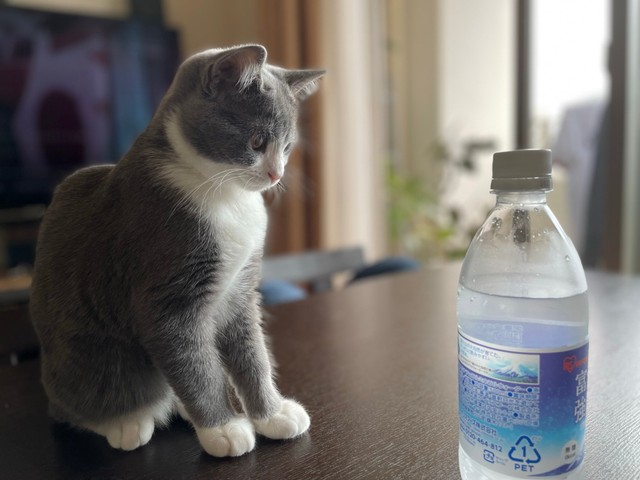 「子猫の頃、炭酸水に興味津々のしらたまです」（提供：わがやのねこさん）