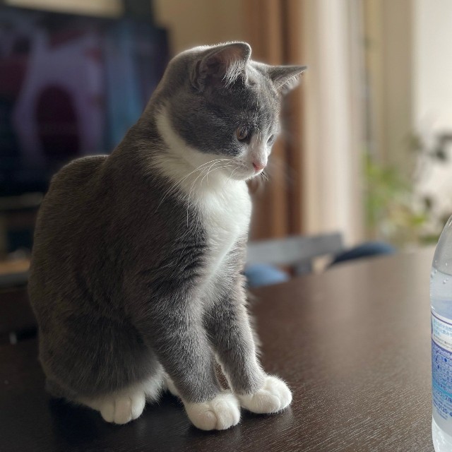 「子猫の頃、炭酸水に興味津々のしらたまです」（提供：わがやのねこさん）